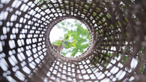 Throwing Tea Leaves into a Basket Stock Footage 303404588