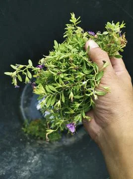 Throwing trash into the bin Stock Photos