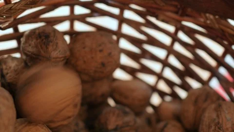 Throwing walnuts into the wicker basket Stock Footage 103378851