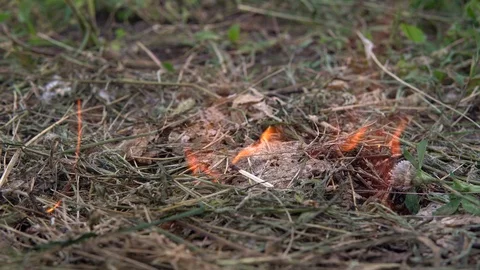 The thrown match set fire to the grass. A man threw a match on the dry grass Stock Footage 114715412