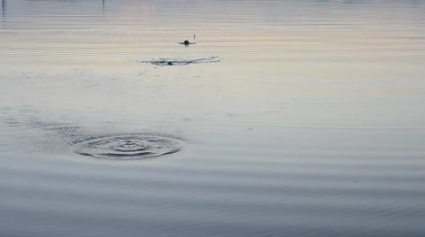 Thrown stone skipping on water surface Stock Footage 64562034