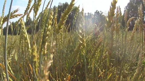 Thru the fild of wheat Stock-Footage 67713330