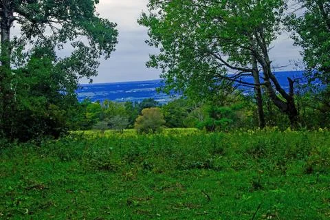 Thru the Trees Stock Photos