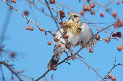 Thruch on the branch of a tree in winter. Stock Photos