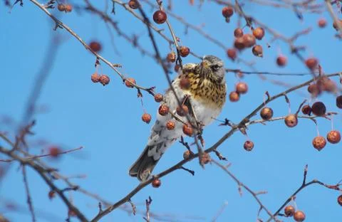 Thruch on the branch of a tree in winter. Stock Photos