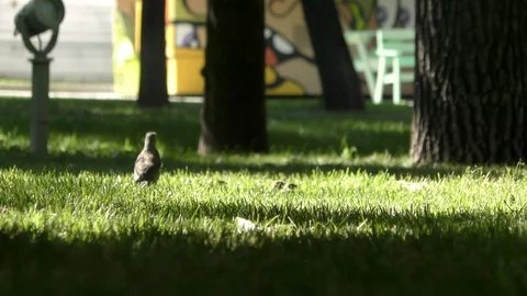 Thrush and sparrows in the park Stock Footage 91249703