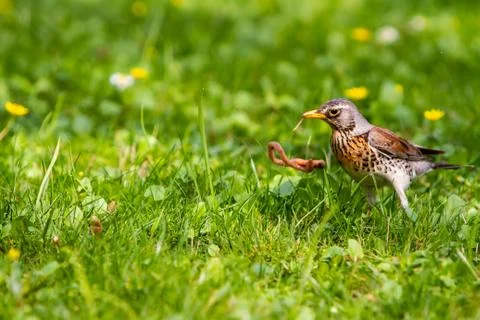 Thrush and worm Stock Photos