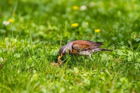 Thrush and worm Stock Photos