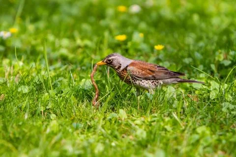 Thrush and worm Stock Photos