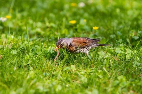 Thrush and worm Stock Photos