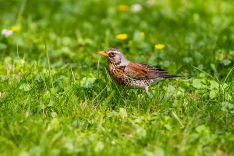 Thrush and worm Stock Photos