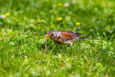 Thrush and worm Stock Photos