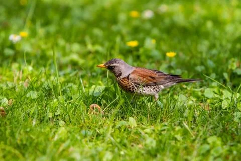 Thrush and worm Stock Photos