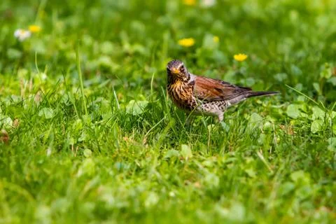 Thrush and worm Stock Photos