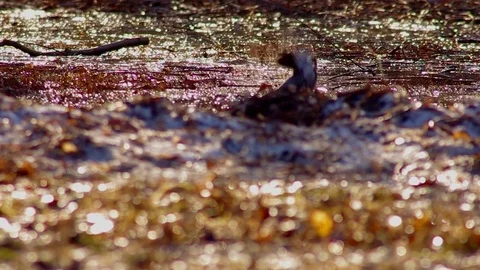 Thrush bathes in a puddle Stock Footage 75869768