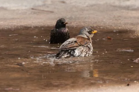 Thrush bathing in the water after the rain Stock Photos