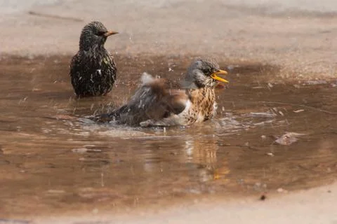 Thrush bathing in the water after the rain Stock Photos