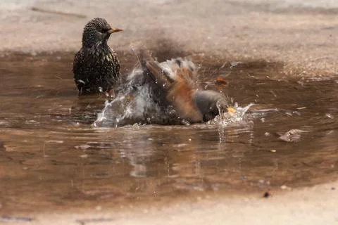 Thrush bathing in the water after the rain Stock Photos