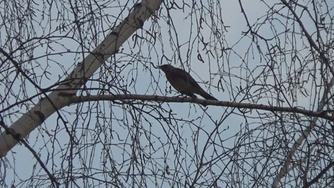 Thrush on a birch branch Видео 106085827