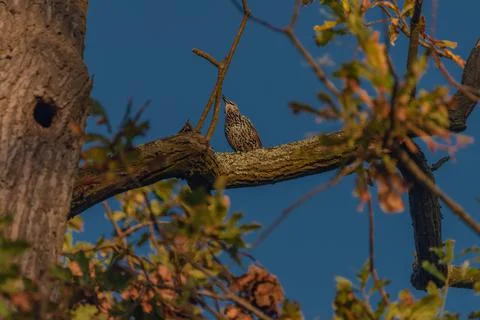 Thrush bird on autumn leaf tree with dark blue sky in morning Stock Photos