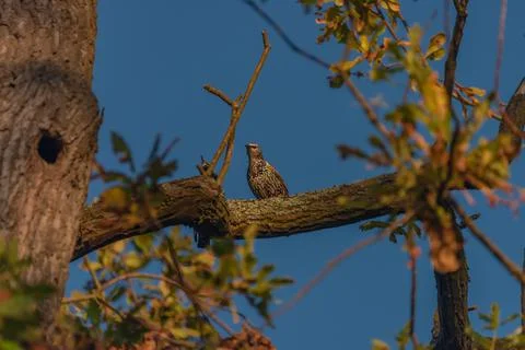 Thrush bird on autumn leaf tree with dark blue sky in morning Stock Photos