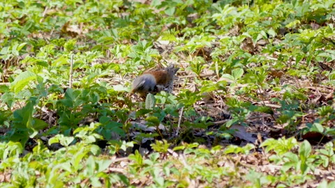 The Thrush bird feeds in the spring forest Stock-Footage 190207182