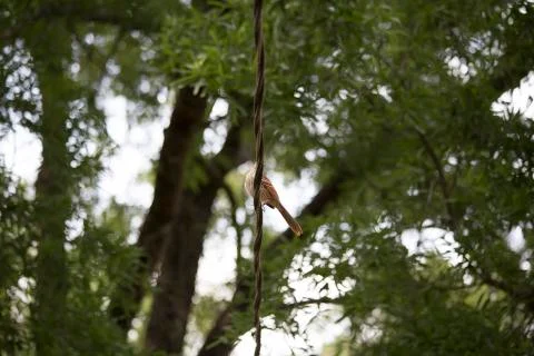 Thrush Bird Stock Photos