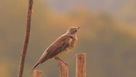 Thrush bird sitting on wooden pile. Bird on wooden edge. Morning scene Flora and Stock Footage 108179113