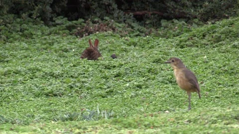 Thrush Bird Standing Running and Paramo Rabbit in Andes Mountains Ecuador Vídeo Stock 132612590