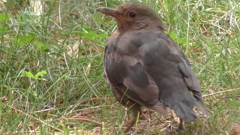 Thrush bird a warm  in the summer day - detail Stock-Footage 79278351