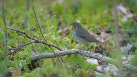 Thrush Birds Migration Springtime 4K Nature Vídeo Stock 307125337