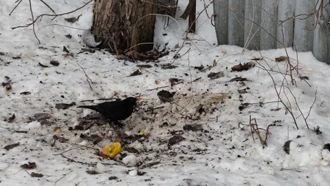 The thrush black 스톡 동영상 328151070