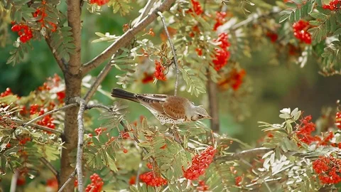 Thrush on a branch eating Rowan berries Stock Footage 81027766