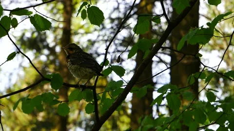 Thrush chick on a branch in the forest. 動画素材 194992251