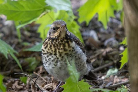Thrush chick that flew from the nest Stock Photos
