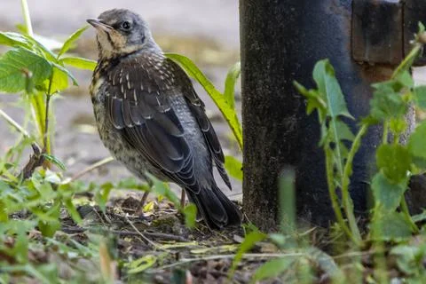 Thrush chick Stock Photos