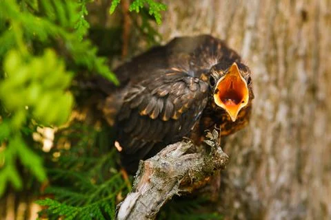 A thrush chick sits on a tree branch with its beak open in search of food. Th Stock Photos