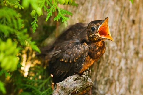 A thrush chick sits on a tree branch with its beak open in search of food. Th Stock Photos