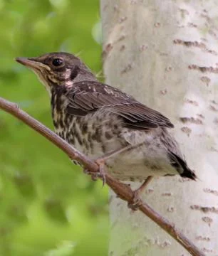 A thrush chick sitting on a branch Stock Photos