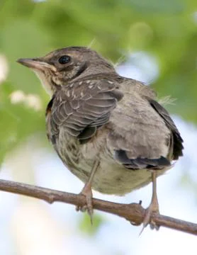 A thrush chick sitting on a branch Stock Photos