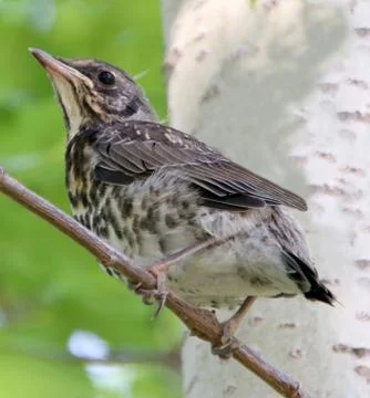 A thrush chick sitting on a branch Stock Photos