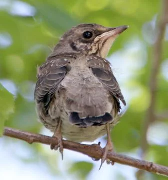 A thrush chick sitting on a branch Stock Photos