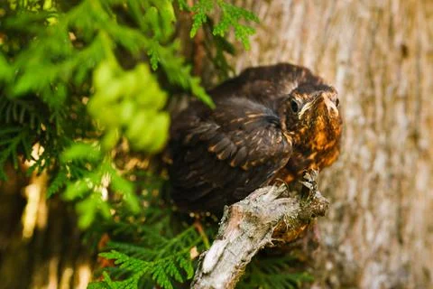 A thrush chick is sitting on a tree branch. The bird is a small blackbird Stock Photos
