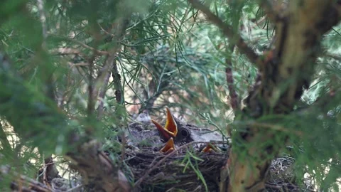 Thrush Chicks Begging For Food In Nest Among Tree Branches Stockbeeldmateriaal 344051060