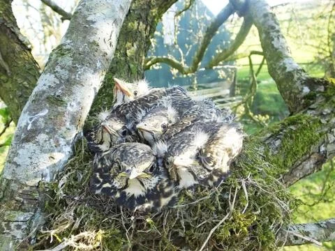 Thrush chicks in nest in a tree UK Stock-Fotos