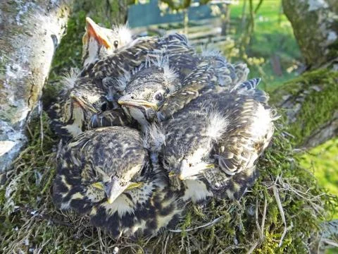 Thrush chicks in nest in a tree UK Stock Photos