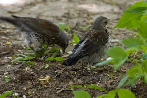 Thrush chicks Stock Photos