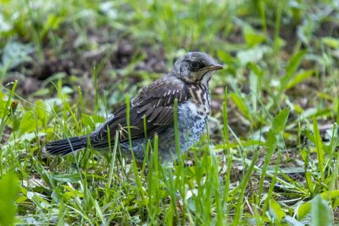 Thrush chicks Stock Photos