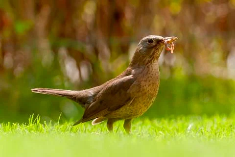 Thrush with earthworms on the grass with blurred background Stock Photos