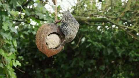 Thrush eating on hollowed out coconut in winter Stock Footage 261899663